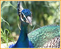 Rodini Park Peacock